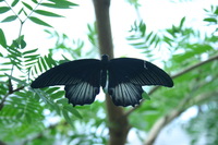 Canon EOS DIGITAL REBEL, 2008:07:01 14:01:06 -- 1/25 sec, f/5.6.  No Flash.3072x2048 Off.