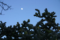 Canon EOS DIGITAL REBEL, 2009:04:06 21:45:50 -- 1/160 sec, f/9.0.  No Flash.3072x2048 Off.