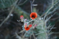 Canon EOS DIGITAL REBEL, 2009:04:06 21:54:45 -- 1/25 sec, f/4.5.  No Flash.3072x2048 Off.