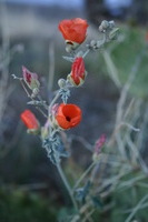 Canon EOS DIGITAL REBEL, 2009:04:06 21:55:32 -- 1/30 sec, f/4.5.  No Flash.3072x2048 Off.