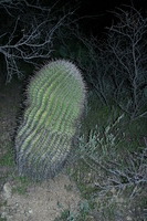 Canon EOS DIGITAL REBEL, 2009:04:09 23:05:16 -- 1/60 sec, f/3.5.  Flash, Compulsory, Red-Eye Reduce.3072x2048 Red-Eye Reduction (On).