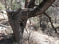 Canon PowerShot A590 IS, 2009:04:14 12:03:30 -- 1/125 sec, f/4.0.  No Flash, Auto.3264x2448 Red-Eye Reduction (Auto).