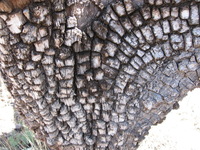 Canon PowerShot A590 IS, 2009:04:14 12:03:35 -- 1/60 sec, f/2.6.  No Flash, Auto.3264x2448 Red-Eye Reduction (Auto).