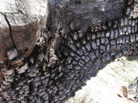 Canon PowerShot A590 IS, 2009:04:14 12:03:40 -- 1/60 sec, f/4.0.  No Flash, Auto.3264x2448 Red-Eye Reduction (Auto).