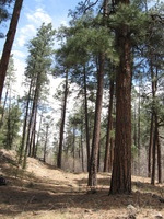 Canon PowerShot A590 IS, 2009:04:14 12:40:07 -- 1/200 sec, f/4.0.  No Flash, Auto.3264x2448 Red-Eye Reduction (Auto).