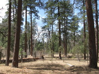 Canon PowerShot A590 IS, 2009:04:14 12:40:13 -- 1/250 sec, f/4.0.  No Flash, Auto.3264x2448 Red-Eye Reduction (Auto).