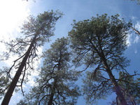 Canon PowerShot A590 IS, 2009:04:14 12:40:19 -- 1/640 sec, f/4.0.  No Flash, Auto.3264x2448 Red-Eye Reduction (Auto).