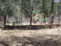 Canon PowerShot A590 IS, 2009:04:14 12:42:36 -- 1/200 sec, f/4.0.  No Flash, Auto.3264x2448 Red-Eye Reduction (Auto).