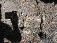 Canon PowerShot A590 IS, 2009:04:14 12:51:36 -- 1/800 sec, f/4.0.  No Flash, Auto.3264x2448 Red-Eye Reduction (Auto).