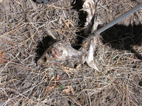 Canon PowerShot A590 IS, 2009:04:14 12:51:46 -- 1/1000 sec, f/4.0.  No Flash, Auto.3264x2448 Red-Eye Reduction (Auto).