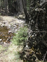 Canon PowerShot A590 IS, 2009:04:14 14:04:13 -- 1/250 sec, f/4.0.  No Flash, Auto.3264x2448 Red-Eye Reduction (Auto).