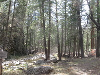 Canon PowerShot A590 IS, 2009:04:14 16:01:52 -- 1/80 sec, f/4.0.  No Flash, Auto.3264x2448 Red-Eye Reduction (Auto).