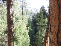 Canon PowerShot A590 IS, 2009:04:14 17:24:24 -- 1/125 sec, f/4.0.  No Flash, Auto.3264x2448 Red-Eye Reduction (Auto).