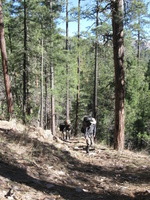 Canon PowerShot A590 IS, 2009:04:14 17:24:53 -- 1/160 sec, f/4.0.  No Flash, Auto.3264x2448 Red-Eye Reduction (Auto).