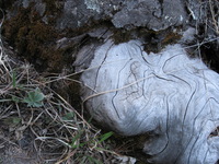 Canon PowerShot A590 IS, 2009:04:14 17:58:05 -- 1/60 sec, f/2.6.  No Flash, Auto.3264x2448 Red-Eye Reduction (Auto).