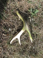 Canon PowerShot A590 IS, 2009:04:15 09:01:39 -- 1/320 sec, f/4.0.  No Flash, Auto.3264x2448 Red-Eye Reduction (Auto).