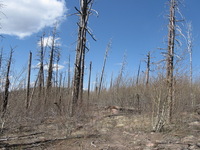 Canon PowerShot A590 IS, 2009:04:15 15:29:23 -- 1/800 sec, f/4.0.  No Flash, Auto.3264x2448 Red-Eye Reduction (Auto).