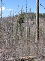 Canon PowerShot A590 IS, 2009:04:15 15:38:00 -- 1/500 sec, f/4.0.  No Flash, Auto.3264x2448 Red-Eye Reduction (Auto).