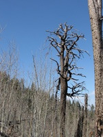 Canon PowerShot A590 IS, 2009:04:15 15:50:27 -- 1/800 sec, f/4.0.  No Flash, Auto.3264x2448 Red-Eye Reduction (Auto).