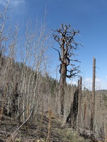 Canon PowerShot A590 IS, 2009:04:15 15:50:42 -- 1/640 sec, f/4.0.  No Flash, Auto.3264x2448 Red-Eye Reduction (Auto).