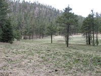 Canon PowerShot A590 IS, 2009:04:15 17:25:36 -- 1/60 sec, f/3.5.  No Flash, Auto.3264x2448 Red-Eye Reduction (Auto).