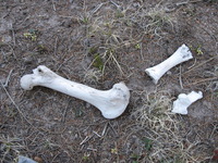 Canon PowerShot A590 IS, 2009:04:16 08:21:42 -- 1/60 sec, f/2.6.  No Flash, Compulsory.3264x2448 Off.