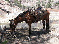 Canon PowerShot A590 IS, 2009:04:20 13:07:45 -- 1/200 sec, f/4.0.  No Flash, Auto.3264x2448 Red-Eye Reduction (Auto).