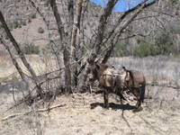 Canon PowerShot A590 IS, 2009:04:20 13:45:11 -- 1/500 sec, f/4.0.  No Flash, Auto.3264x2448 Red-Eye Reduction (Auto).