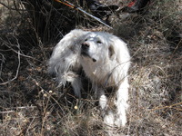 Canon PowerShot A590 IS, 2009:04:20 13:47:10 -- 1/250 sec, f/4.0.  No Flash, Auto.3264x2448 Red-Eye Reduction (Auto).