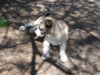 Canon PowerShot A590 IS, 2009:04:20 13:47:26 -- 1/250 sec, f/4.0.  No Flash, Auto.3264x2448 Red-Eye Reduction (Auto).