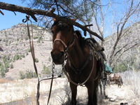 Canon PowerShot A590 IS, 2009:04:20 13:47:29 -- 1/250 sec, f/4.0.  No Flash, Auto.3264x2448 Red-Eye Reduction (Auto).