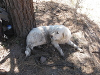 Canon PowerShot A590 IS, 2009:04:20 13:47:46 -- 1/100 sec, f/4.0.  No Flash, Auto.3264x2448 Red-Eye Reduction (Auto).