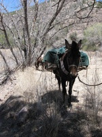 Canon PowerShot A590 IS, 2009:04:20 13:48:21 -- 1/320 sec, f/4.0.  No Flash, Auto.3264x2448 Red-Eye Reduction (Auto).