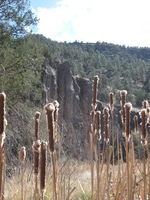 Canon PowerShot A590 IS, 2009:04:20 16:28:38 -- 1/320 sec, f/4.0.  No Flash, Auto.3264x2448 Red-Eye Reduction (Auto).