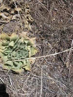 Canon PowerShot A590 IS, 2009:04:21 11:42:52 -- 1/800 sec, f/4.0.  No Flash, Auto.3264x2448 Red-Eye Reduction (Auto).