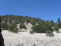 Canon PowerShot A590 IS, 2009:04:21 12:04:59 -- 1/640 sec, f/4.0.  No Flash, Auto.3264x2448 Red-Eye Reduction (Auto).