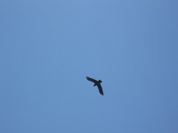 Canon PowerShot A590 IS, 2009:04:21 12:45:50 -- 1/500 sec, f/5.5.  No Flash, Auto.3264x2448 Red-Eye Reduction (Auto).