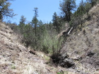 Canon PowerShot A590 IS, 2009:04:21 13:19:10 -- 1/400 sec, f/4.0.  No Flash, Auto.3264x2448 Red-Eye Reduction (Auto).