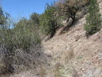 Canon PowerShot A590 IS, 2009:04:21 13:26:20 -- 1/500 sec, f/4.0.  No Flash, Auto.3264x2448 Red-Eye Reduction (Auto).