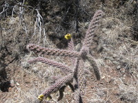 Canon PowerShot A590 IS, 2009:04:21 14:00:50 -- 1/500 sec, f/4.0.  No Flash, Auto.3264x2448 Red-Eye Reduction (Auto).