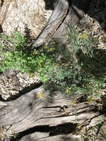 Canon PowerShot A590 IS, 2009:04:21 16:03:32 -- 1/400 sec, f/4.0.  No Flash, Auto.3264x2448 Red-Eye Reduction (Auto).