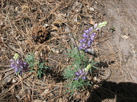 Canon PowerShot A590 IS, 2009:04:22 11:57:15 -- 1/640 sec, f/4.0.  No Flash, Auto.3264x2448 Red-Eye Reduction (Auto).