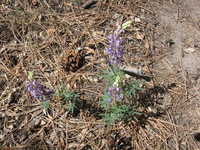 Canon PowerShot A590 IS, 2009:04:22 11:57:20 -- 1/500 sec, f/4.0.  No Flash, Auto.3264x2448 Red-Eye Reduction (Auto).