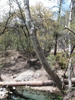 Canon PowerShot A590 IS, 2009:04:22 12:49:07 -- 1/200 sec, f/4.0.  No Flash, Auto.3264x2448 Red-Eye Reduction (Auto).