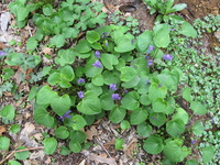 Canon PowerShot A590 IS, 2009:04:23 14:41:46 -- 1/60 sec, f/3.5.  No Flash, Auto.3264x2448 Red-Eye Reduction (Auto).