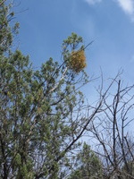 Canon PowerShot A590 IS, 2009:04:23 16:00:38 -- 1/320 sec, f/5.5.  No Flash, Auto.3264x2448 Red-Eye Reduction (Auto).