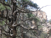 Canon PowerShot A590 IS, 2009:04:23 16:09:26 -- 1/250 sec, f/4.5.  No Flash, Auto.3264x2448 Red-Eye Reduction (Auto).