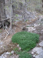 Canon PowerShot A590 IS, 2009:04:23 17:09:02 -- 1/60 sec, f/2.6.  No Flash, Auto.3264x2448 Red-Eye Reduction (Auto).