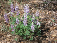 Canon PowerShot A590 IS, 2009:04:24 09:56:58 -- 1/200 sec, f/5.0.  No Flash, Auto.3264x2448 Red-Eye Reduction (Auto).