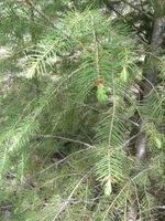 Canon PowerShot A590 IS, 2009:04:24 10:15:23 -- 1/80 sec, f/4.0.  No Flash, Auto.3264x2448 Red-Eye Reduction (Auto).